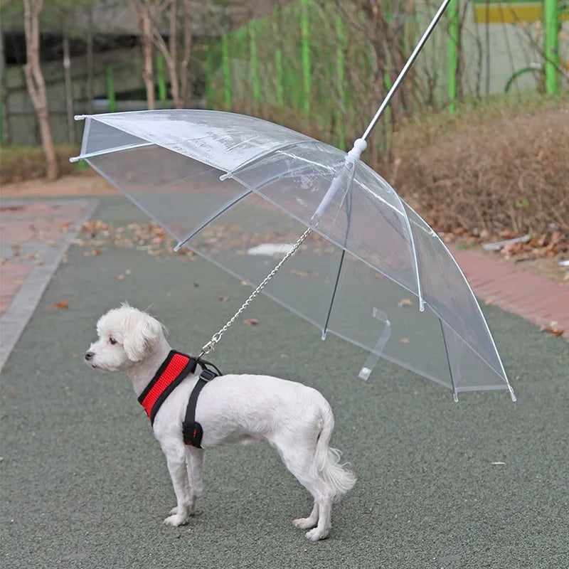 laisse parapluie