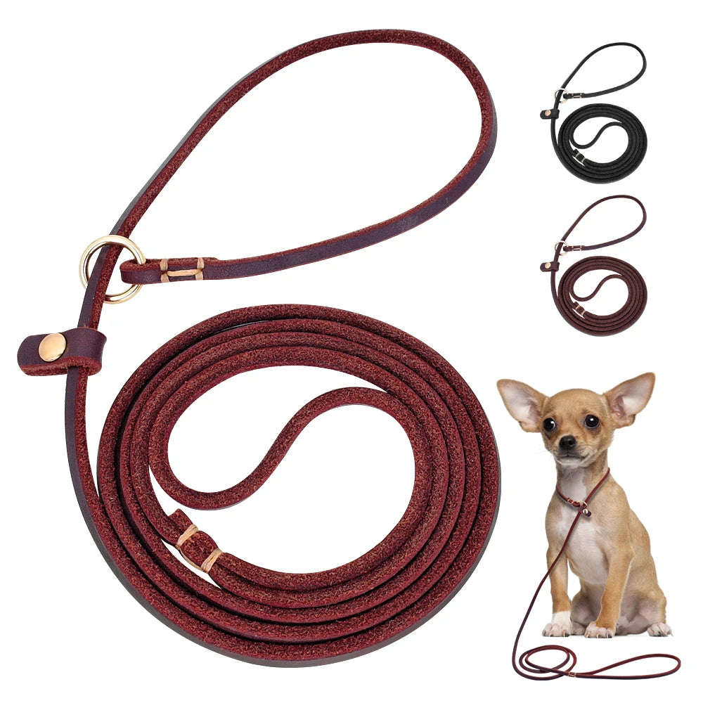 laisse lasso pour chien