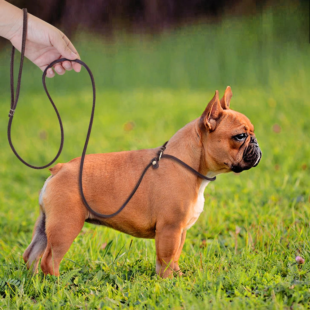 laisse lasso pour chien