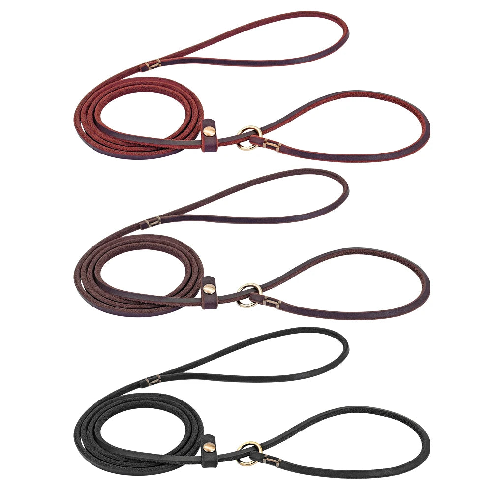 laisse lasso pour chien
