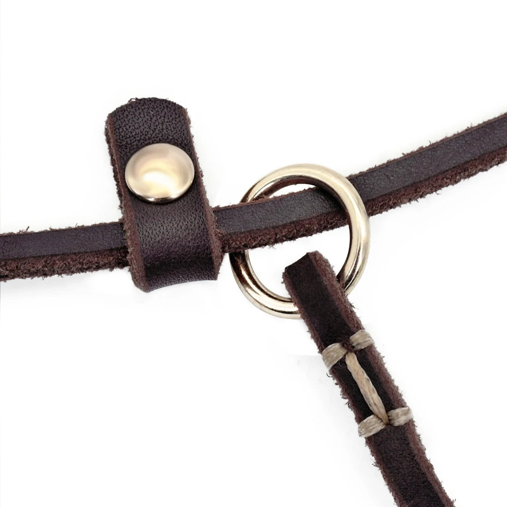 laisse lasso pour chien