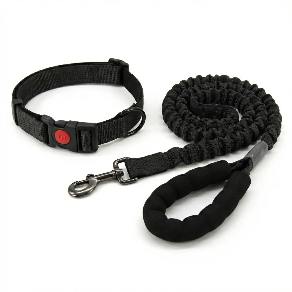 collier et laisse en nylon pour chien