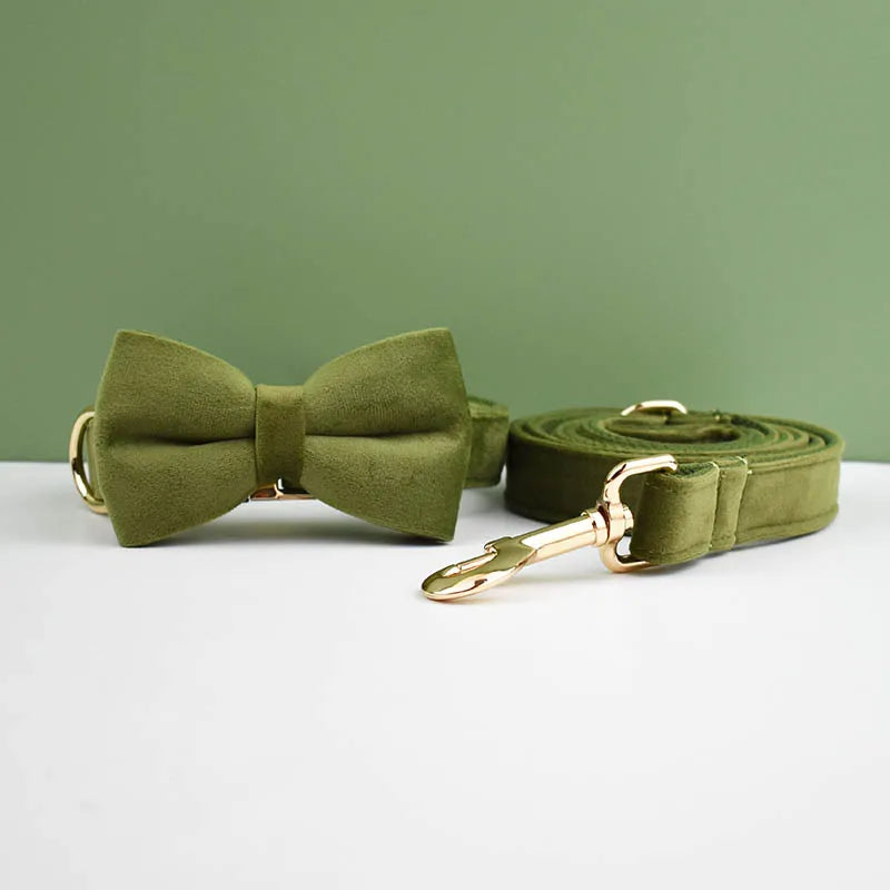 collier et laisse pour chihuahua