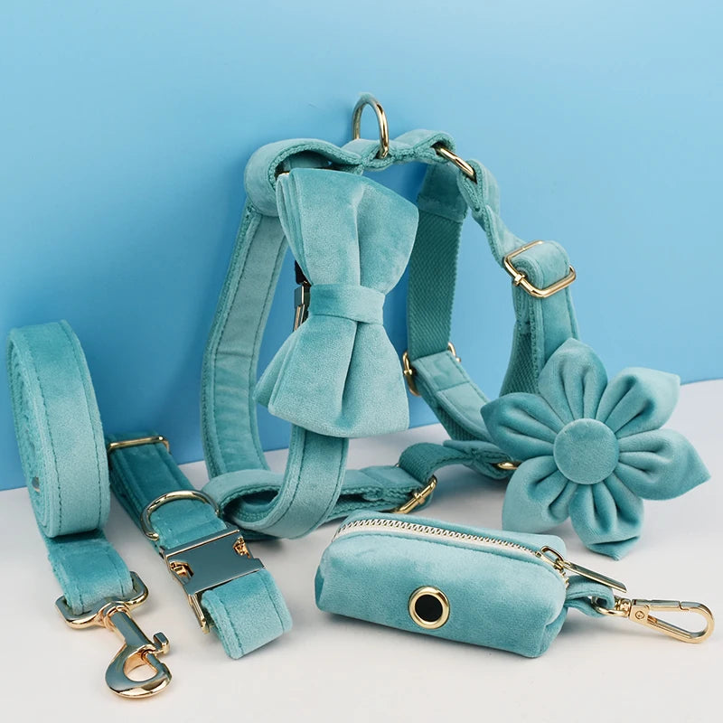 laisse d'exposition pour chien turquoise