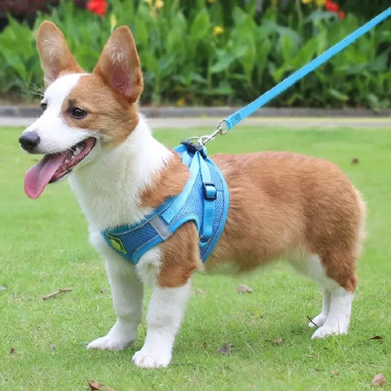 harnais laisse kit assorti pour petit chien