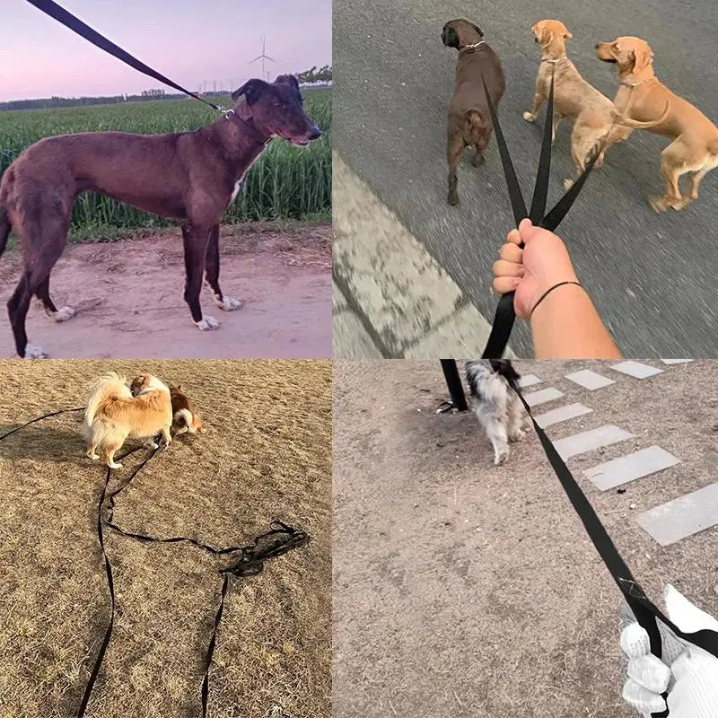 grande laisse pour gros chien