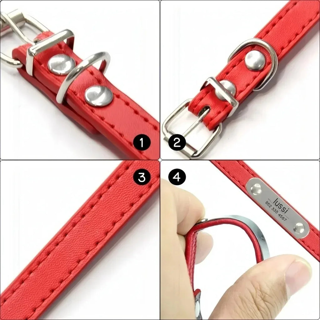 collier et laisse pour chien personaliser