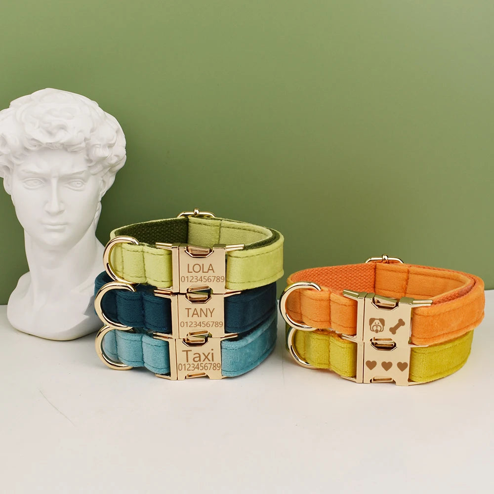 collier et laisse pour chihuahua