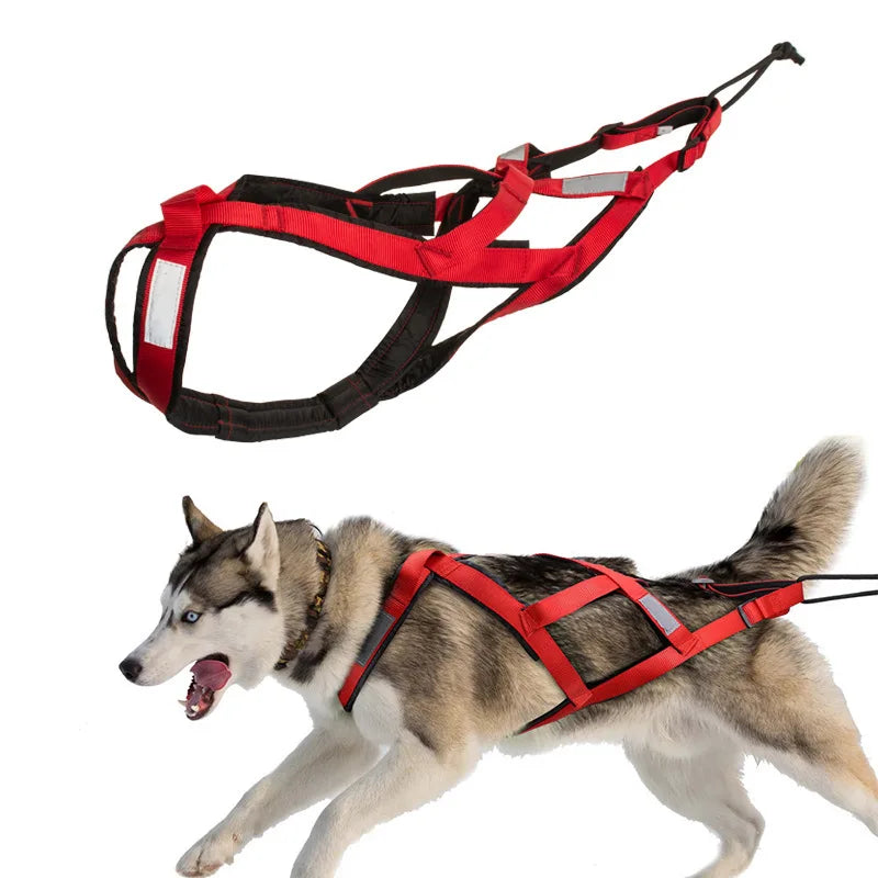 laisse pour chien de traineaux