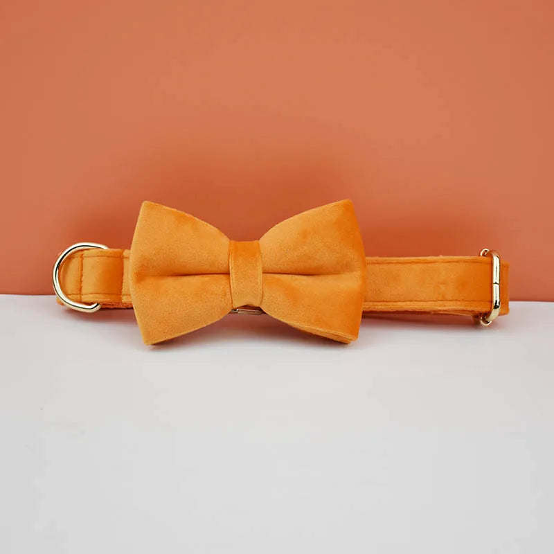 collier et laisse pour chihuahua
