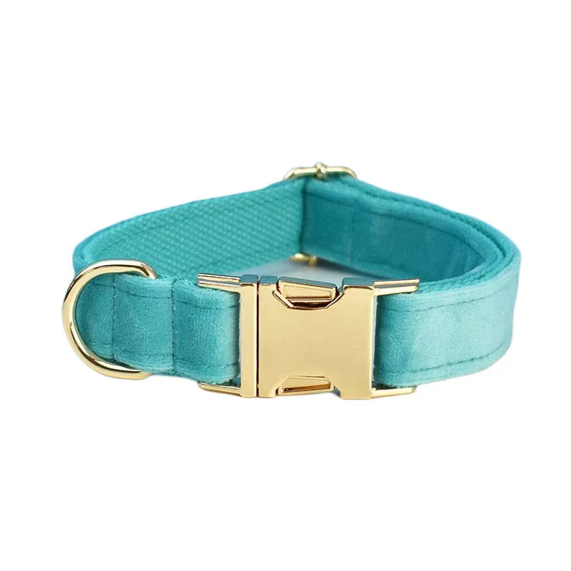 laisse d'exposition pour chien turquoise