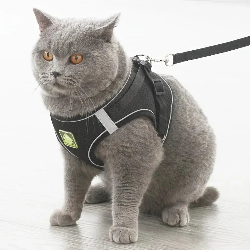 harnais laisse kit assorti pour petit chien