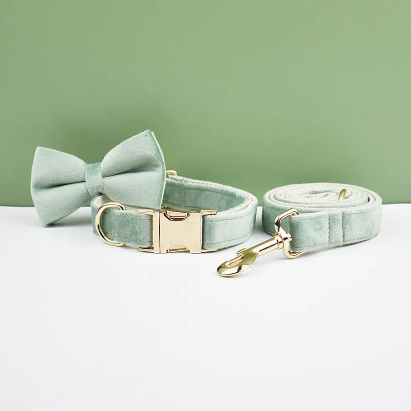 collier et laisse pour chihuahua
