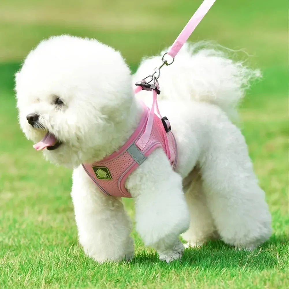 harnais laisse kit assorti pour petit chien