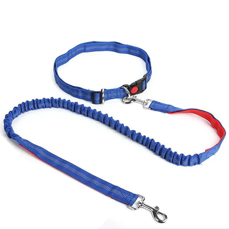 baudrier laisse pour chien