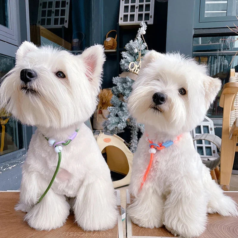 laisse de présentation pour chien 6 mm
