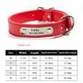 collier et laisse pour chien personaliser