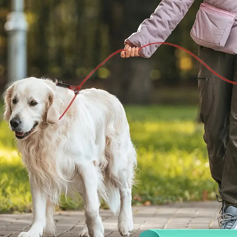 laisse pour chien de chasse