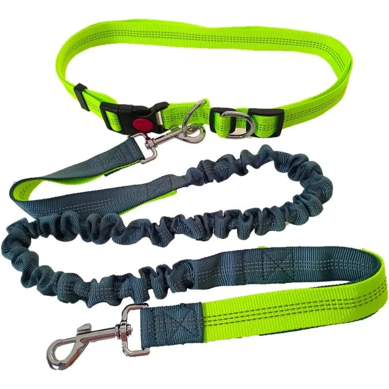 baudrier laisse pour chien