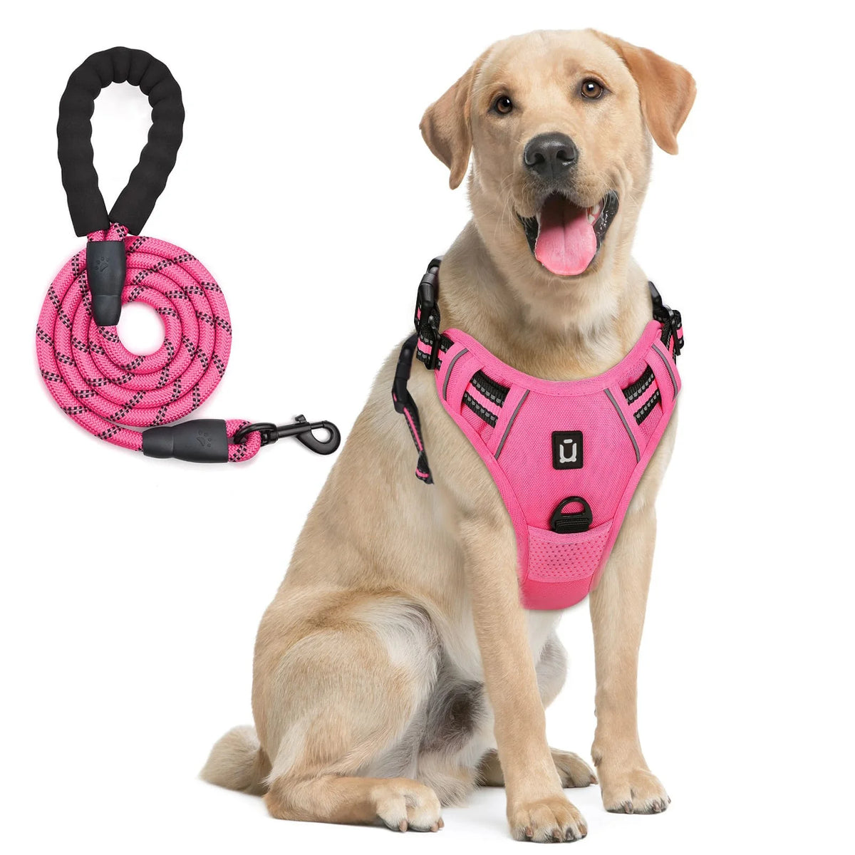 harnais laisse pour chien bleu