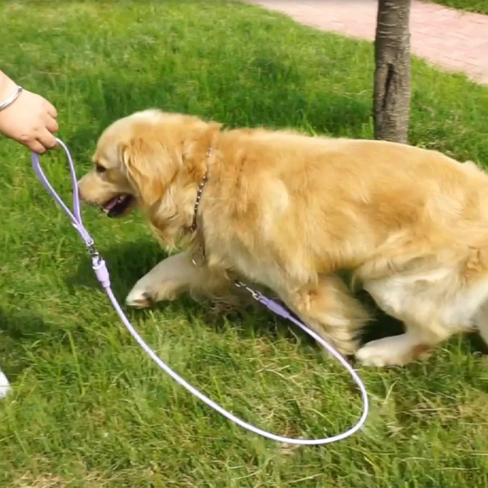 laisse pour chien spitz nain