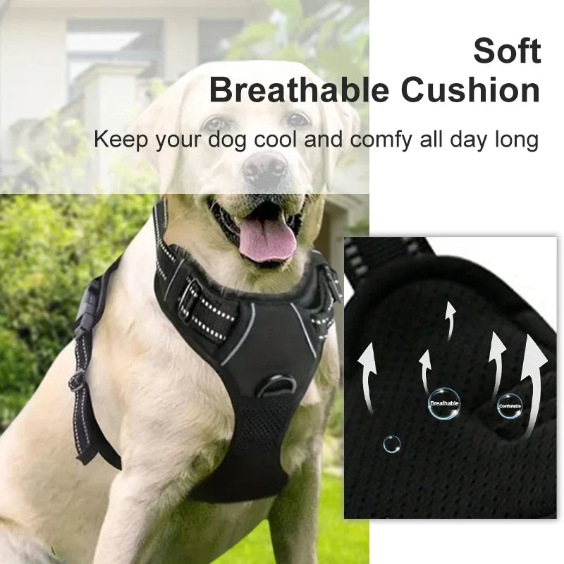 laisse harnais pour chien