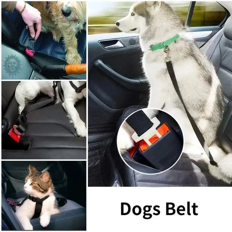 laisse pour voiture pour chien
