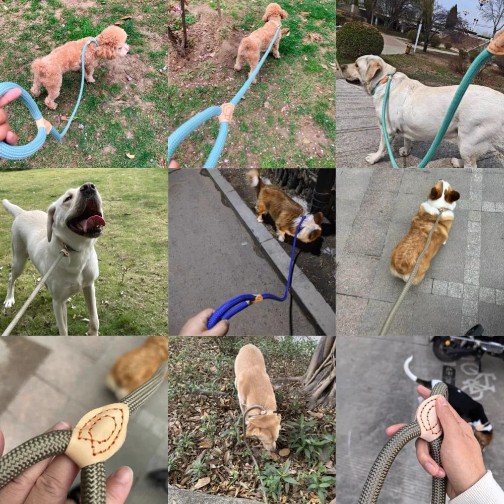 laisse lasso gros chien
