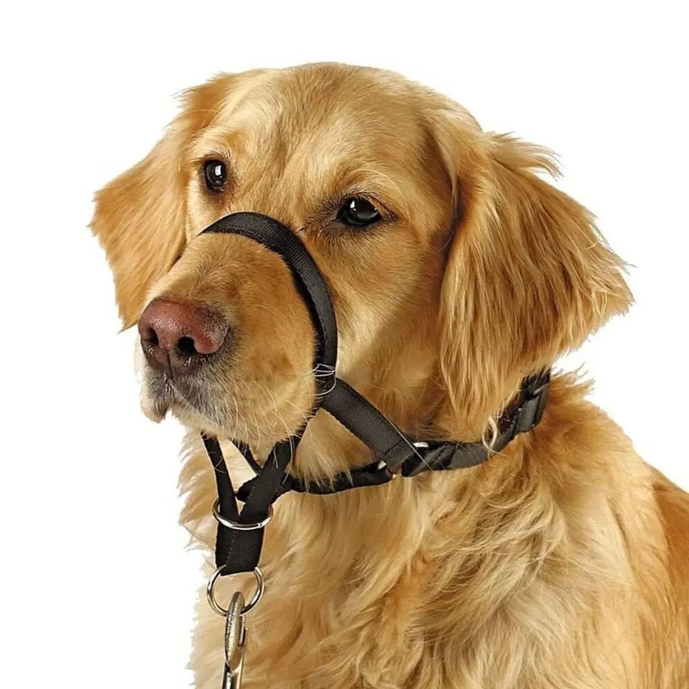 laisse licol chien