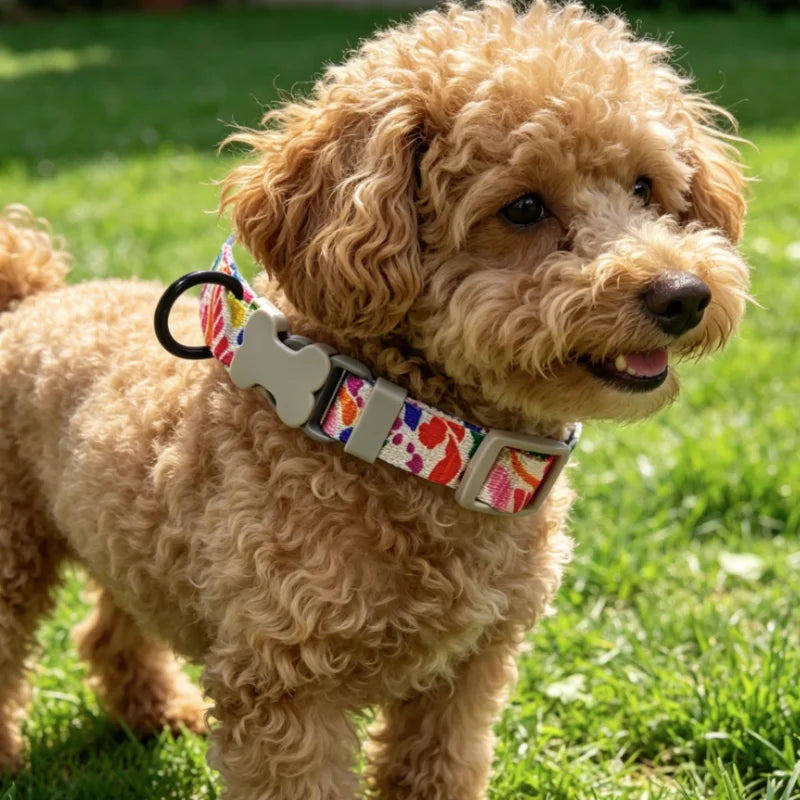 laisse pour chien dessin