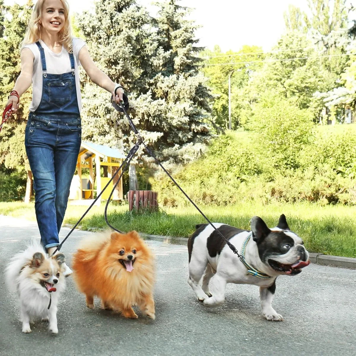 laisse pour promener 3 chien