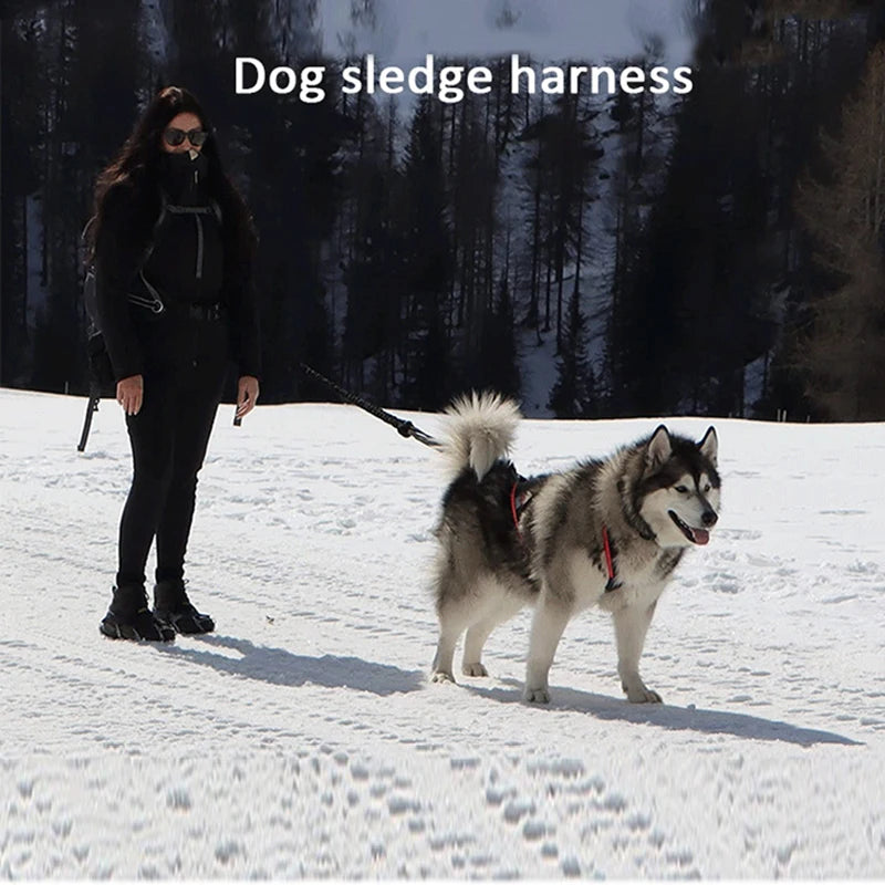 laisse pour chien de traineaux