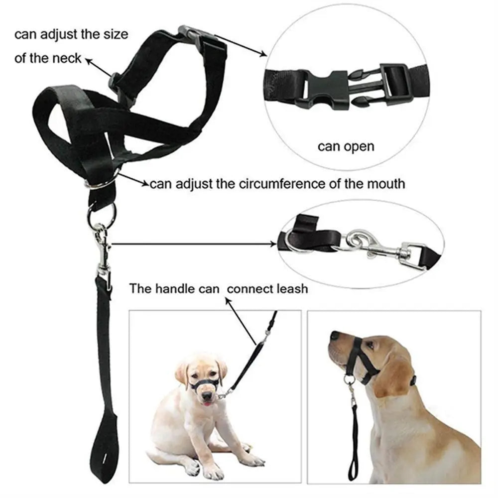 laisse licol chien