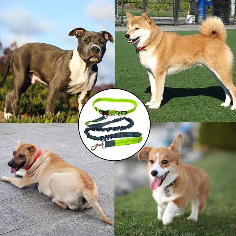 baudrier laisse pour chien