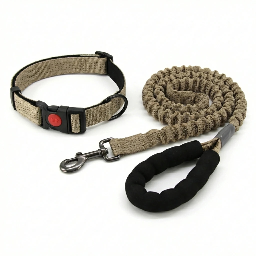 collier et laisse en nylon pour chien