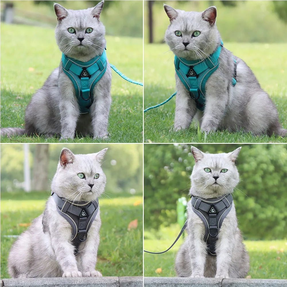 harnais laisse pour chien de moyen taille