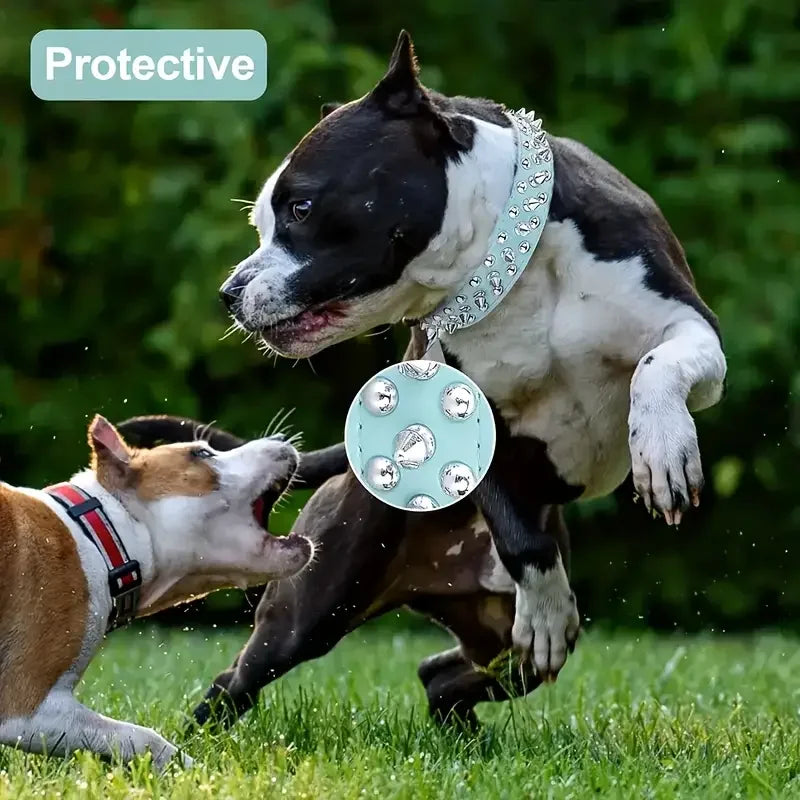 laisse et collier pour gros chien