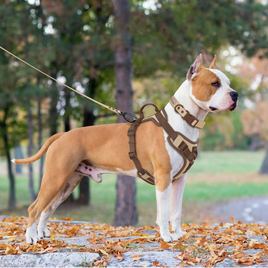 harnais pour chien qui tire en laisse