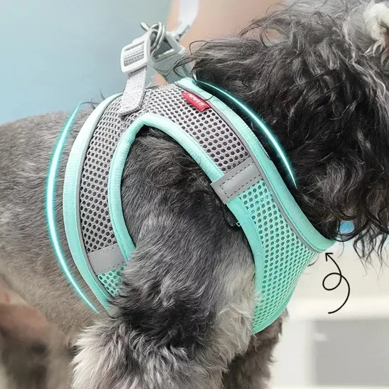 harnais laisse pour petit chien