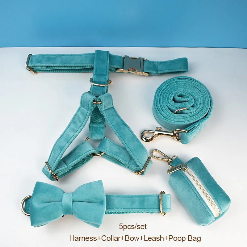 laisse d'exposition pour chien turquoise