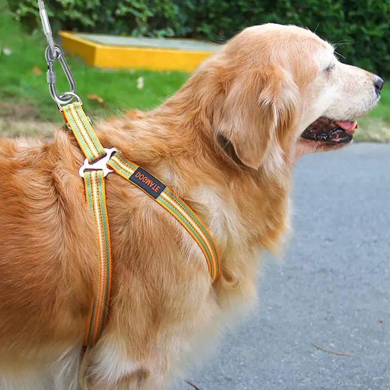 laisse en metal our chien
