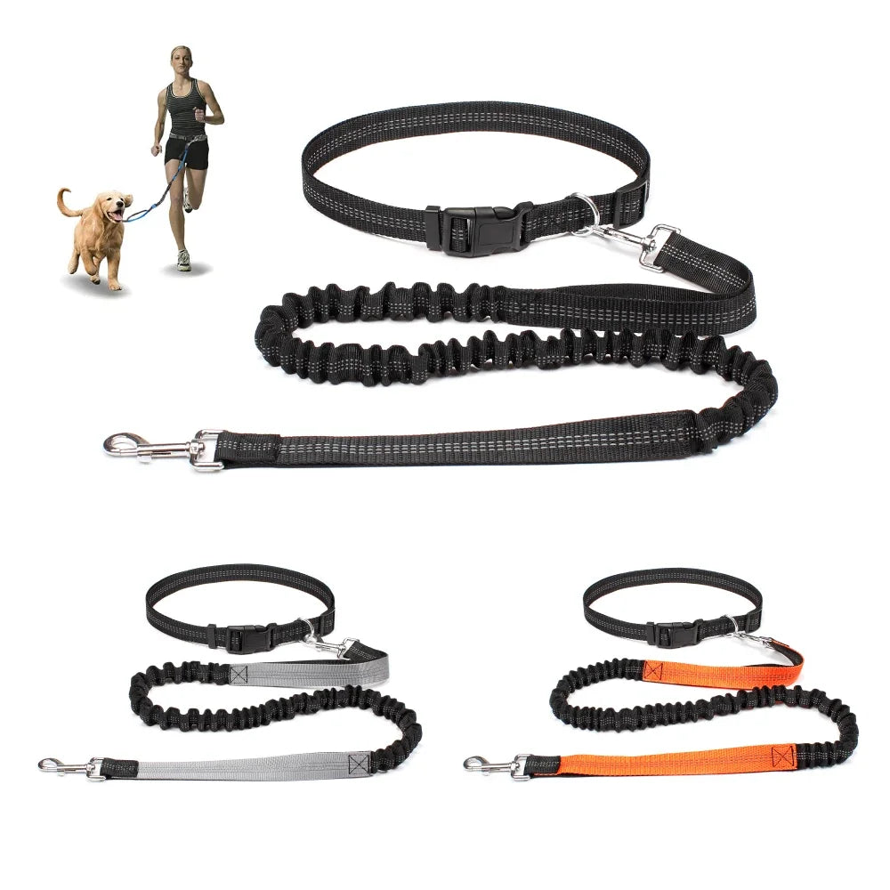 laisse ceinture pour chien