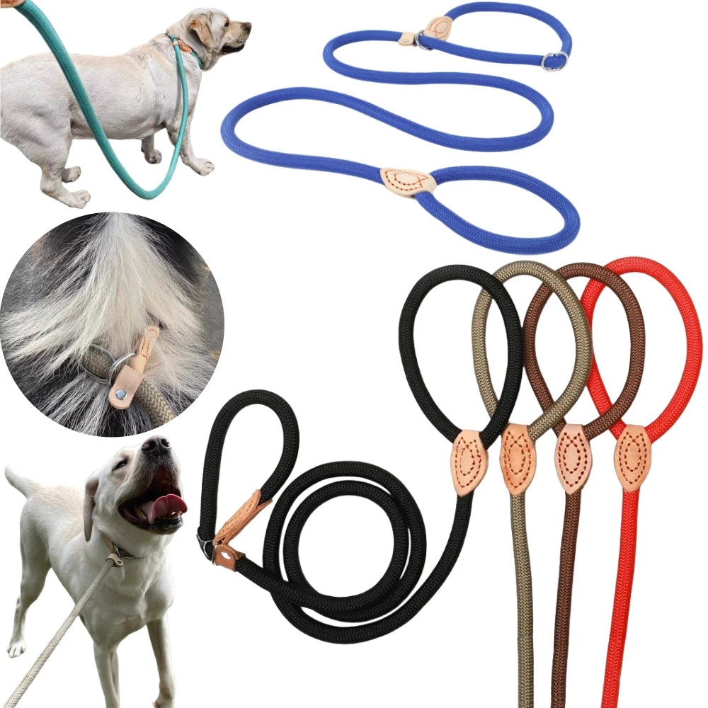 laisse lasso gros chien