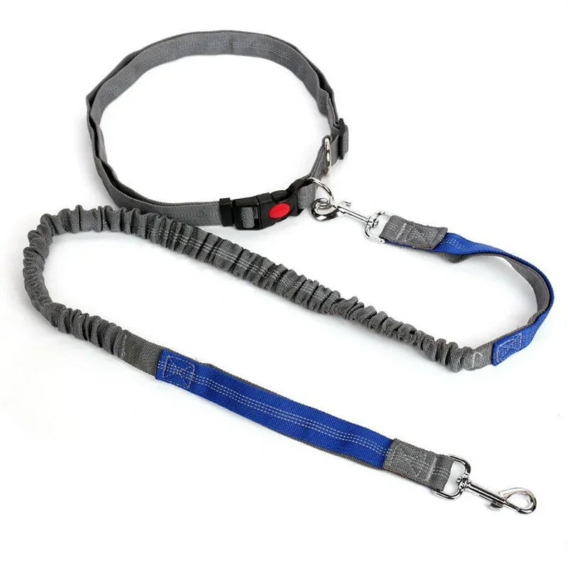 baudrier laisse pour chien