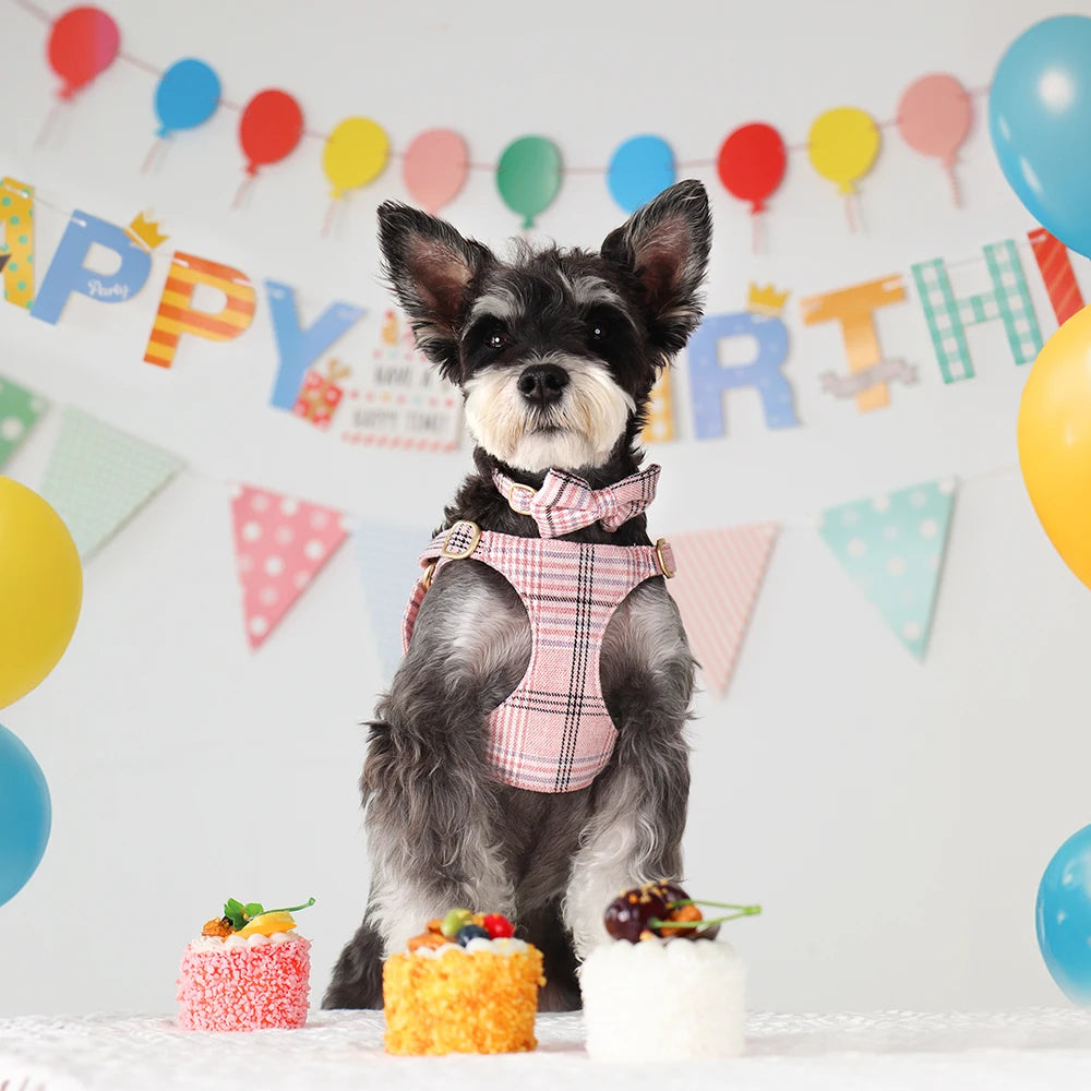 collier et laisse pour chien girly