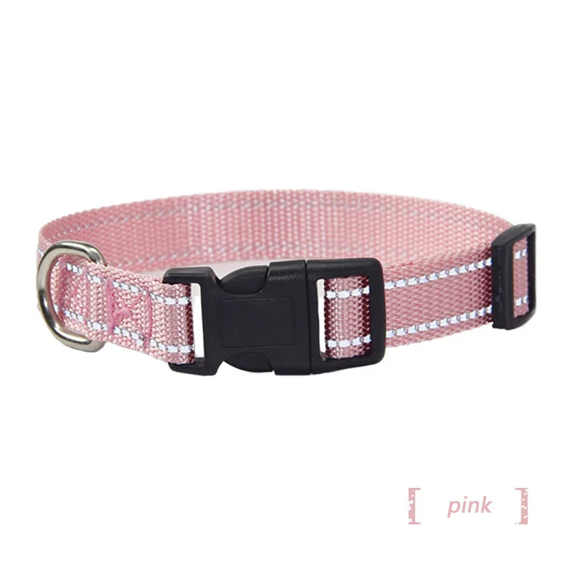 collier et laisse assorti pour chien