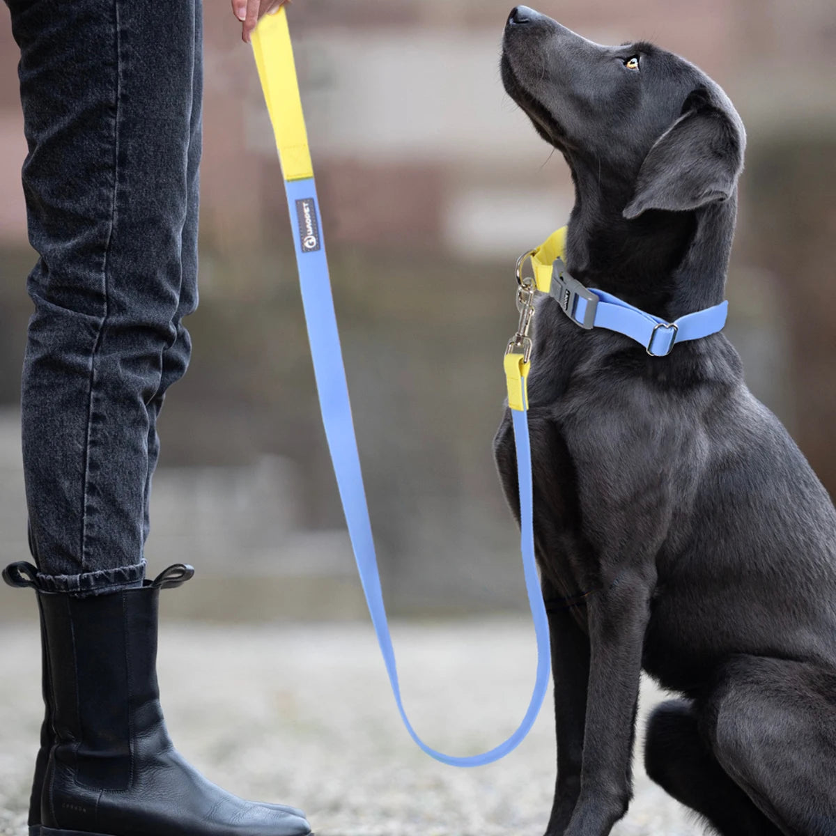 collier et laisse pour chien