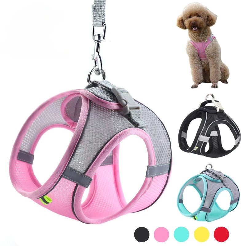 harnais laisse pour petit chien