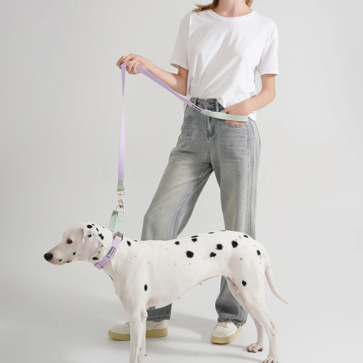 collier et laisse pour chien
