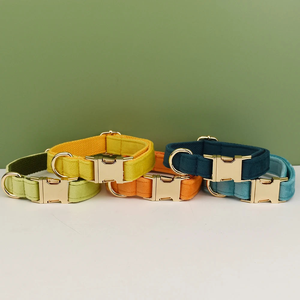 collier et laisse pour chihuahua
